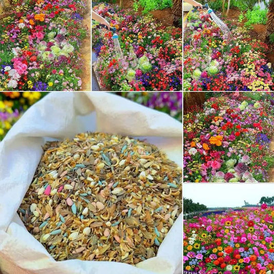 BloomBliss Mixed Wildflower seeds