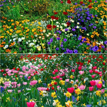 BloomBliss Mixed Wildflower seeds